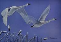 80429_frentner_r_12_x_16_1963530050