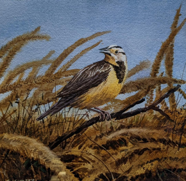 82413c__meadowlark_10_x_10_watercolor