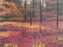 32060_mortensen_autumn_woods_570405501