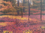32060_mortensen_autumn_woods_570405501