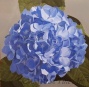 81775c_30x30